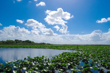 Manzara: Everglades parkındaki nilüferler, mavi su ve gökyüzünün aksine yeşil bitkiler.