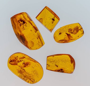 Baltık Denizi 'nden hafif bir arka planda, kehribarın içindeki böceklerin.