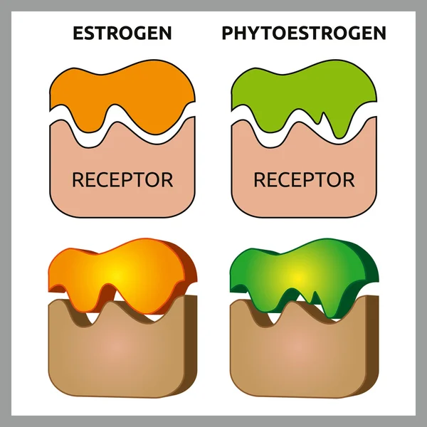 Oestrogeen en fyto-oestrogeen receptoren — Stockvector