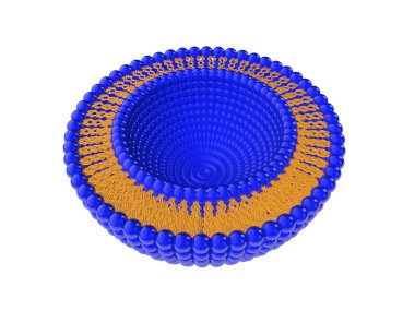 Lipozom çift katmanlı yapısı 3d çizim