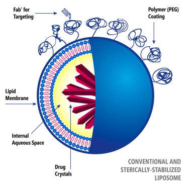 Conventional and Sterically-Stabilized Liposome clipart