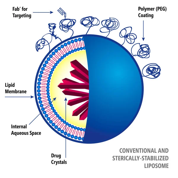 Conventional and Sterically-Stabilized Liposome — Stock Vector