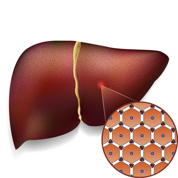 正常な肝細胞の構造 — ストックベクタ