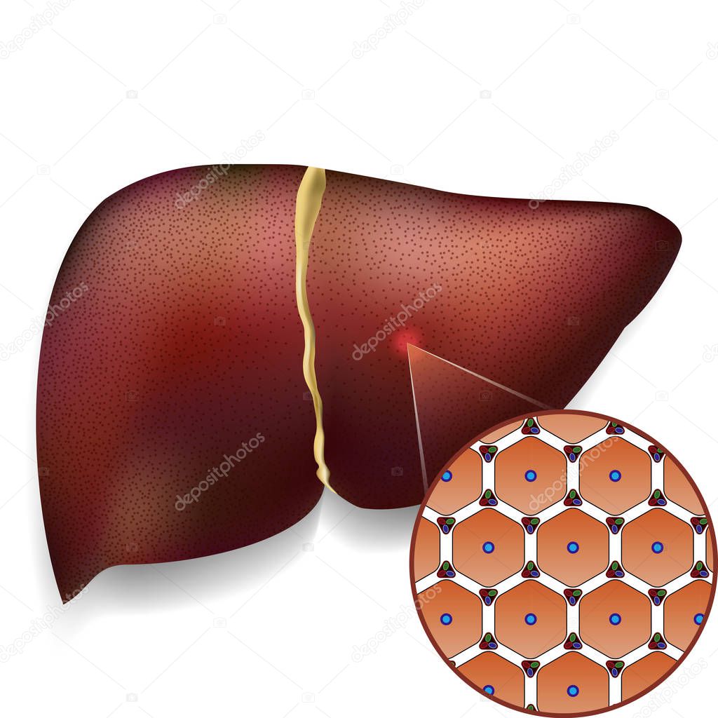 Normal Liver Cells Structure — Stock Vector © s.rumiantsev #146619779