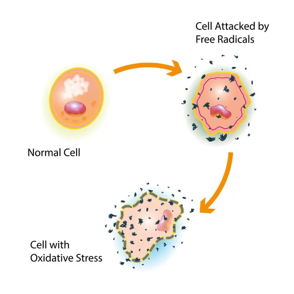 Oxidativer Stress der Zelle — Stockfoto