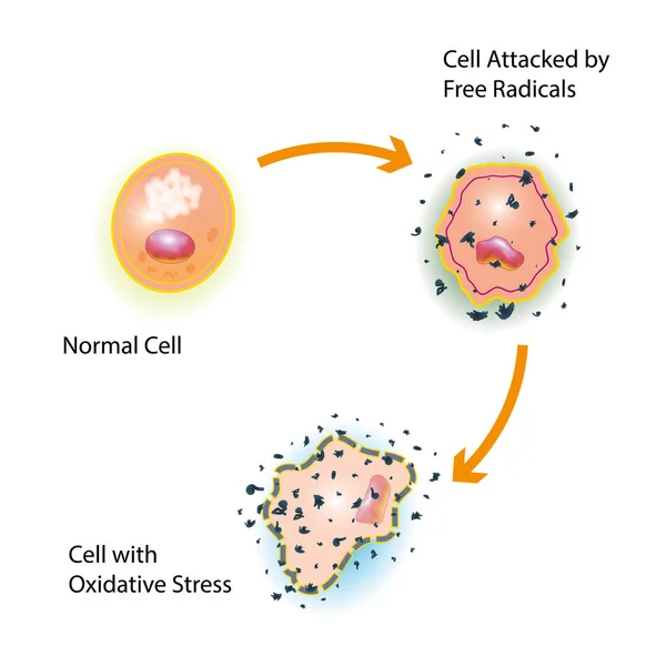 Estresse oxidativo celular —  Vetores de Stock
