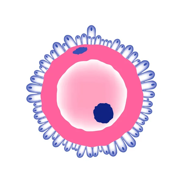 Ilustración médica de Ovule — Vector de stock