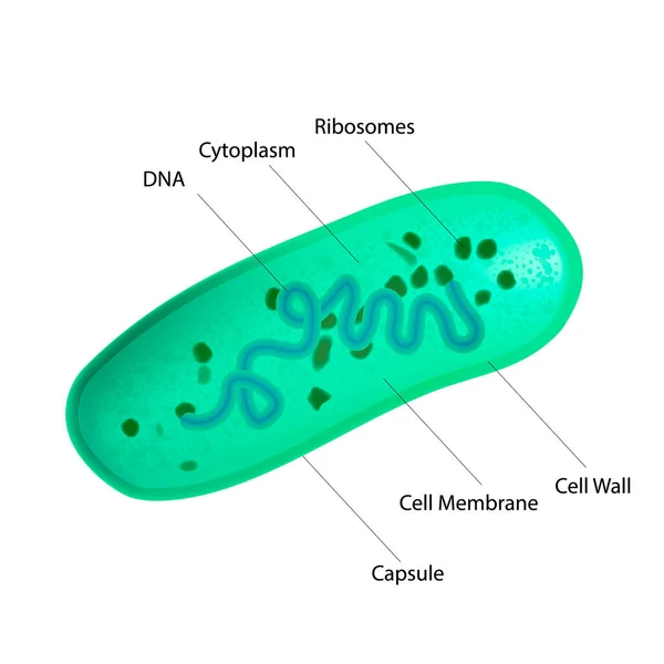 乳酸桿菌細菌構造 — ストックベクタ