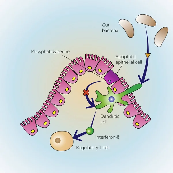 Epitheliale cellen sterven — Stockvector