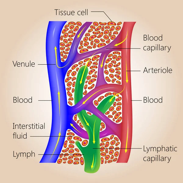 Lymphatic and Blood Capillaries — Stock Vector