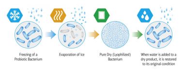 Probiyotik Lyophilization süreci