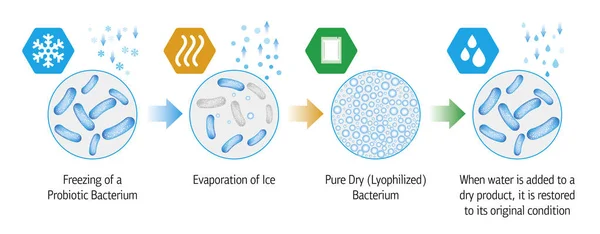 Processus de lyophilisation probiotique — Image vectorielle