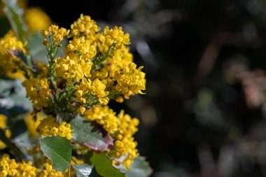 Çiçekleri Mahonia aquifolium