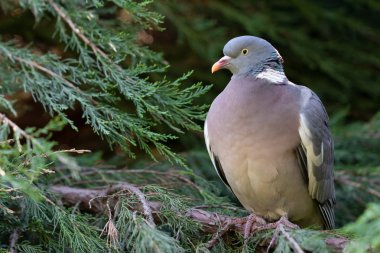 Ring-necked dove on a branch clipart