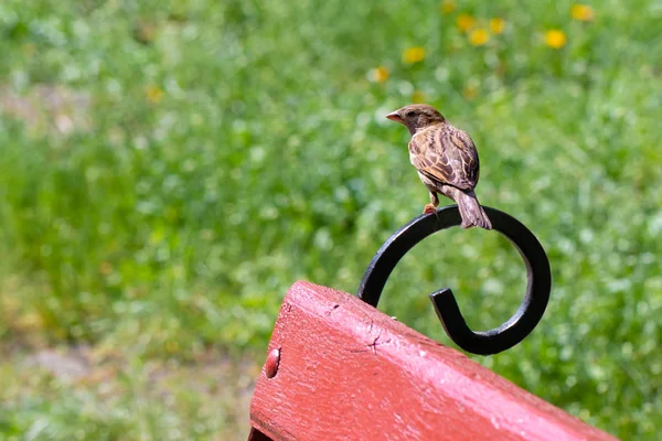 Haussperling steht auf einer Parkbank — Stockfoto