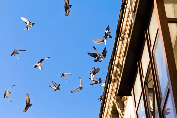 一群鸽子降落在一座老房子的屋顶上 — 图库照片