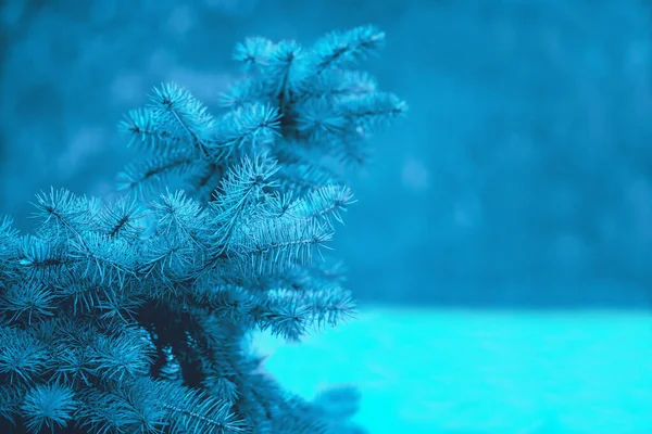 Sininen kuusi sinisellä sumealla talvitaustalla — kuvapankkivalokuva