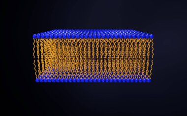Omega-3 Fosfolipid deri hücre zarının lipid katman yapısı