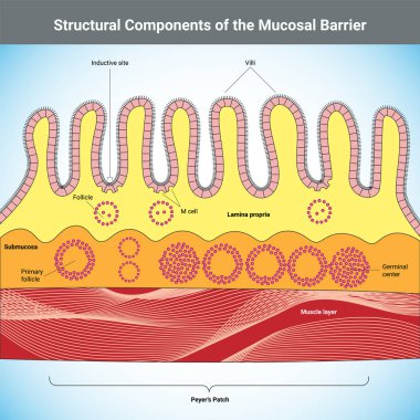 Mucosal Bariyer Tıbbi İllüstrasyonunun Yapısal Bileşenleri