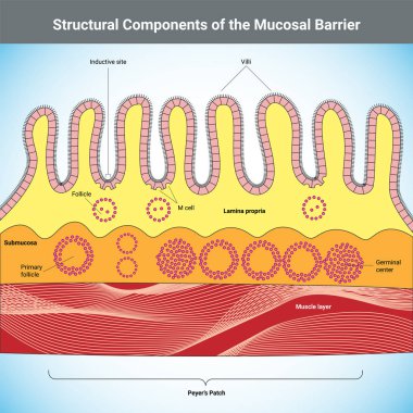 Structural Components of the Mucosal Barrier medical illustration clipart