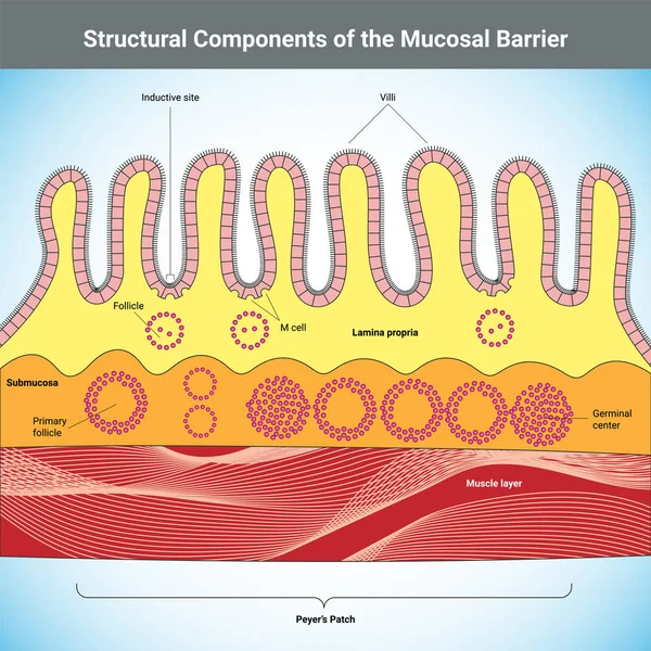 Componentes Estruturais da Barreira da Mucosa ilustração médica — Vetor de Stock