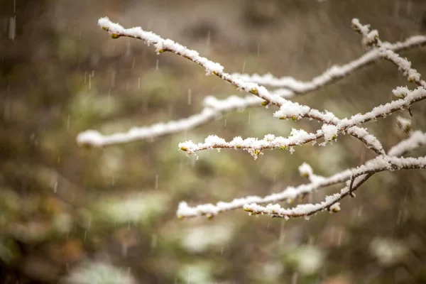 春天开花的树枝 被雨雪覆盖着 — 图库照片