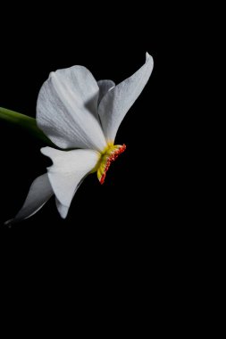 Siyah arka planda izole edilmiş beyaz nergis narsisleri. Yan görünümü kapat