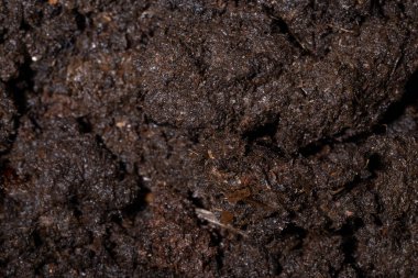 Islak bahçe kara toprağının yüzey dokusu. Çamur ve kirli arka plan. Makro görünümü kapat