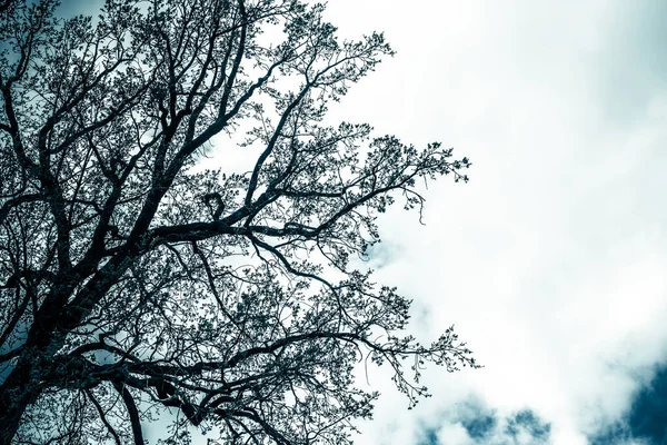 在夜空的衬托下 描绘了一棵没有叶子的阴暗神秘树的轮廓 忧郁的蓝调照片 — 图库照片