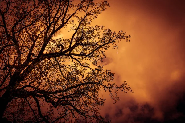 在夜空的衬托下 描绘了一棵没有叶子的阴暗神秘树的轮廓 令人沮丧的红白照片 — 图库照片