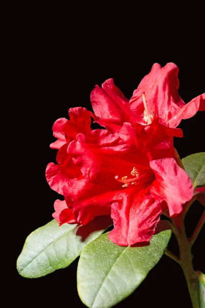 Flor Rododendro Rojo Carmesí Aislada Sobre Fondo Blanco Vista Macro —  Fotos de Stock