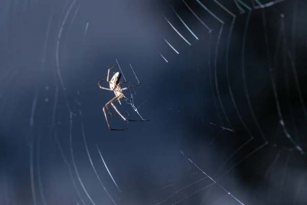 Aranha Jardim Tece Uma Teia Fundo Azul Escuro Desfocado Imagem — Fotografia de Stock