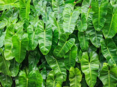 Desen yeşil yaprak su ile damla Bahçe Dekorasyon