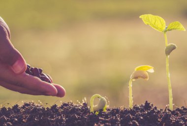 tohum ve genç yeşil bitki gelişmesi tutan el