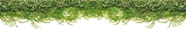 Hera verde fresca isolada sobre fundo branco. Decoração jardim — Fotografia de Stock