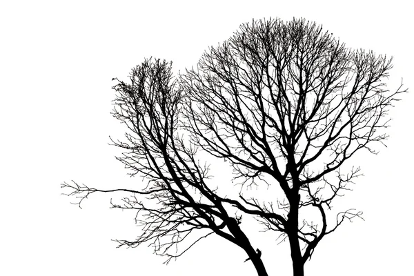 잎 없이 죽은 나무의 실루엣 — 스톡 사진