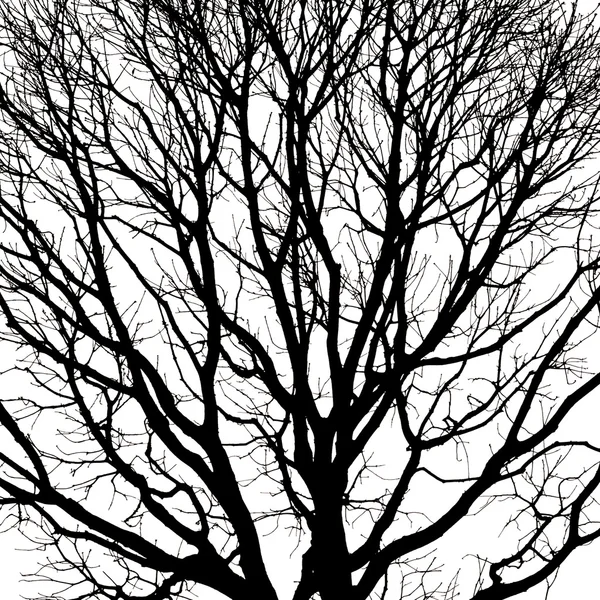 Silhouettes d'arbre mort sans feuilles — Photo