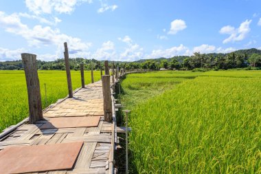 Su Tong Mae Budist keşiş tarafından yapılan Pae ismini bambu Köprüsü 