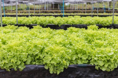 Organik tarım yeşil salata