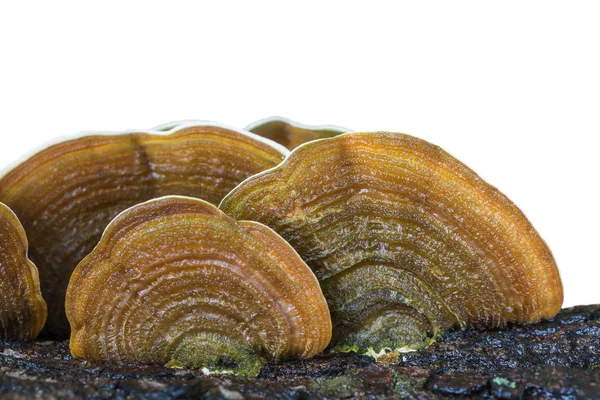 Macro humide champignon de support brun sur bois isolé sur blanc. Sauvé — Photo