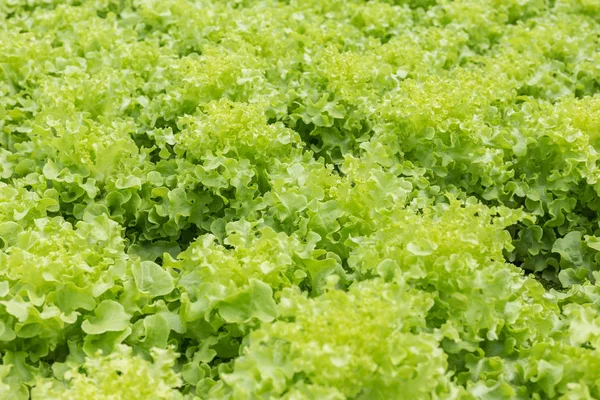 Alface verde na exploração agrícola biológica — Fotografia de Stock