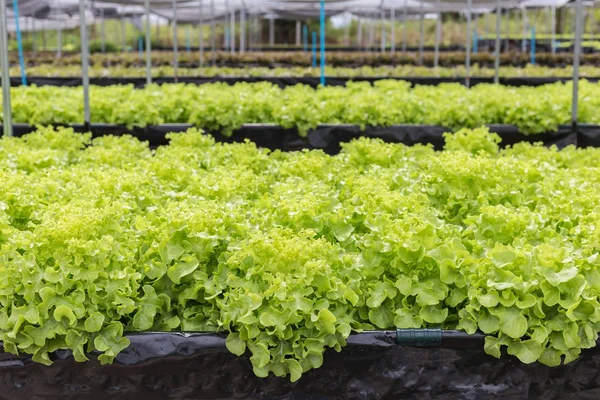 Green lettuce in organic farm — Stock Photo, Image