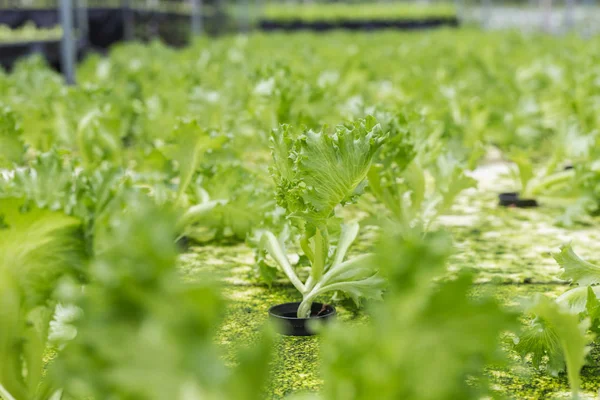 Green lettuce in organic farm — Stock Photo, Image