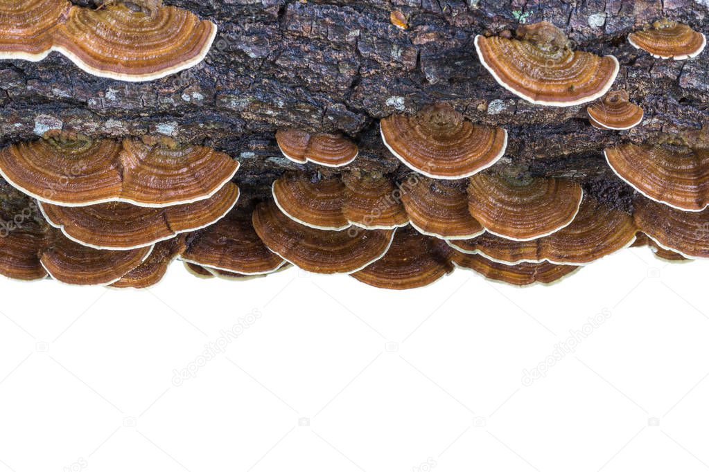 Macro wet brown bracket fungus on wood isolated on white. Saved 