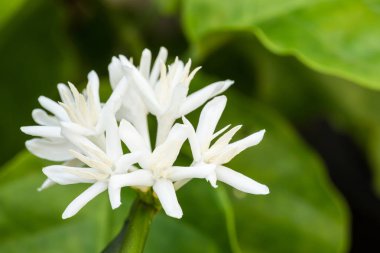 Tropikal alanı ağacında beyaz taze kahve çiçek