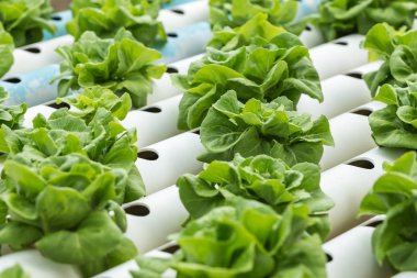 Organik tarım yeşil salata