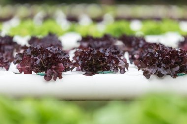 Mor marul organik tarım