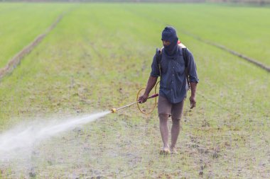 Chai Nat, Tayland - 11 Aralık 2016: 11 Aralık 2016 Chai Nat alanına yeşil genç pirinç kimyasal püskürtme bir kimliği belirsiz kişi Tay çiftçi.