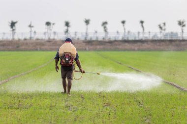 Yeşil genç pirinç alan kimyasal püskürtme çiftçi