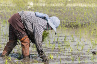 Çalışma grubundaki Tayland tesisleri pirinç çiftçi